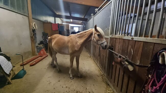 Toller Tiroler Jährling Hengst, Annette, Horses For Sale, Prinzersdorf, Image 5