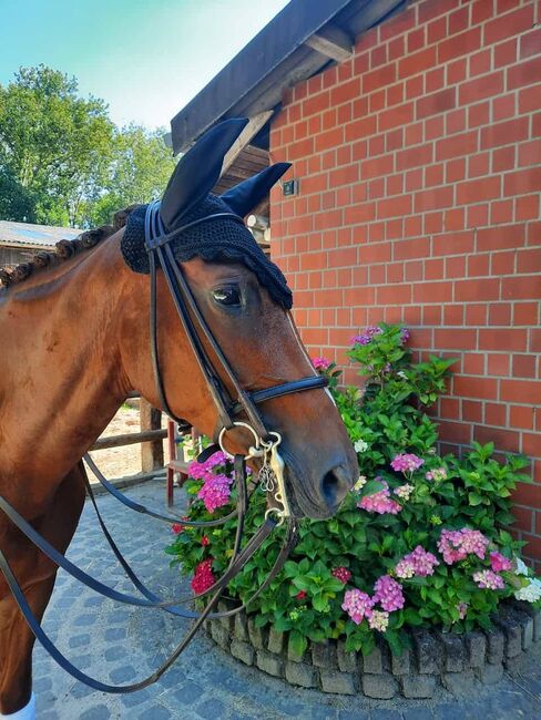 Tolle Warmblutstute von Fifty Cent, ISPA - Iberische Sportpferde Agentur (ISPA - Iberische Sportpferde Agentur), Horses For Sale, Bedburg