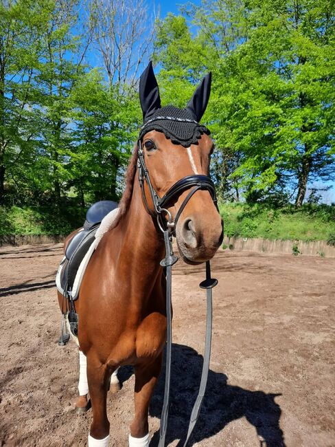 Tolle Warmblutstute von Fifty Cent, ISPA - Iberische Sportpferde Agentur (ISPA - Iberische Sportpferde Agentur), Horses For Sale, Bedburg, Image 2