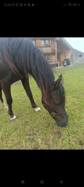 Tolle Welsh B Stute sucht neues Zuhause, Patricia Riesle , Horses For Sale, Appenzell , Image 3