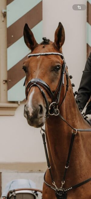 Toller Westfale sucht neues Zuhause als Freizeitpartner, Pferdevermittlung Leus (Pferdevermittlung Leus ), Horses For Sale, Rätzlingen, Image 4