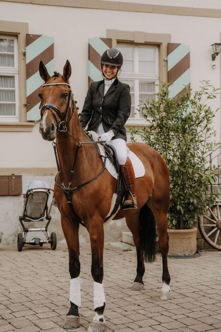 Toller Westfale sucht neues Zuhause als Freizeitpartner, Pferdevermittlung Leus (Pferdevermittlung Leus ), Horses For Sale, Rätzlingen