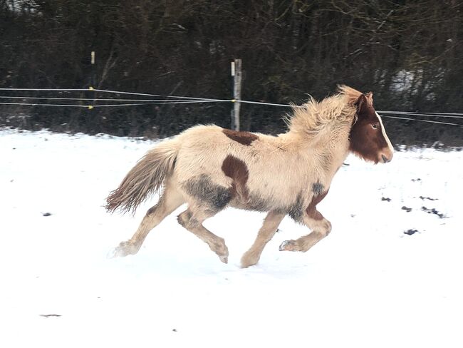 Tolle Jährlingsstute mit viel Tölt und freundlichem Wesen, Islandpferde-aus-Island, Horses For Sale, Südisland