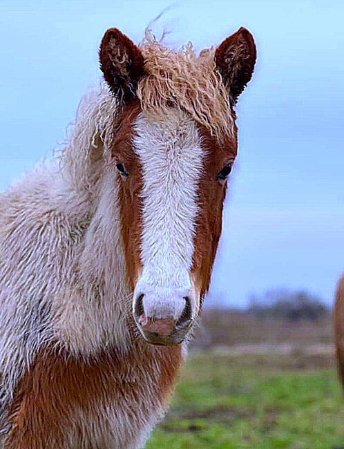 Tolle Jährlingsstute mit viel Tölt und freundlichem Wesen, Islandpferde-aus-Island, Horses For Sale, Südisland