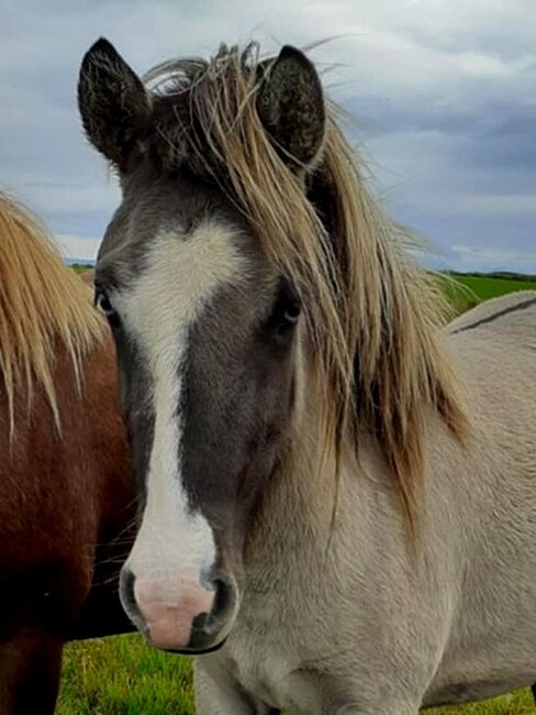 Tolle Jungstute mit Splash viel Tölt und Herz, Islandpferde-aus-Island, Horses For Sale, Südisland