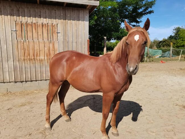 Toller  junger  Hengst, Frei Cornelia , Horses For Sale, Iregszemcse 