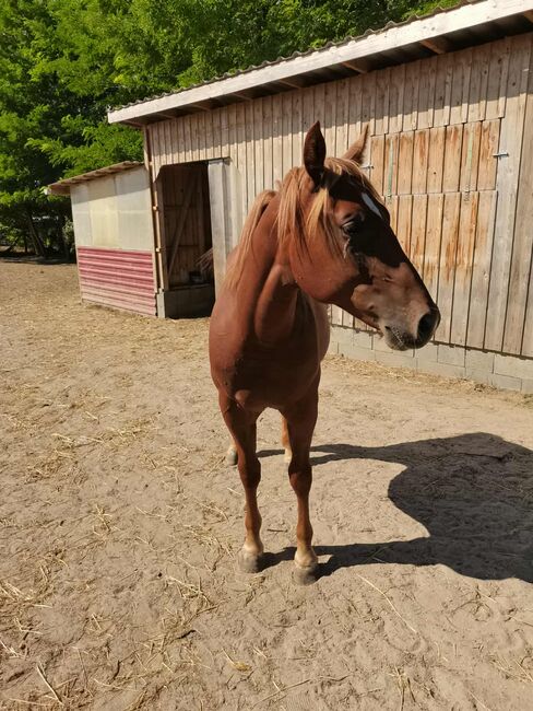 Toller  junger  Hengst, Frei Cornelia , Horses For Sale, Iregszemcse , Image 2