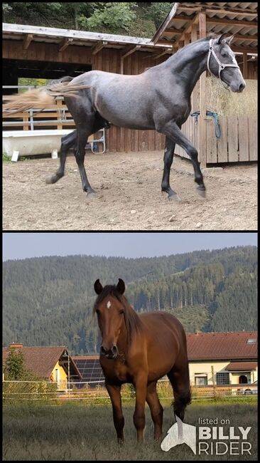 Tolle Junghengste, P.a., Horses For Sale, Bruck an der Mur , Image 3
