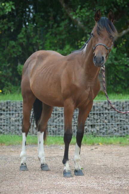 Toll gezeichneter, ganz lieber Paint Horse Hengst, Kerstin Rehbehn (Pferdemarketing Ost), Horses For Sale, Nienburg, Image 4