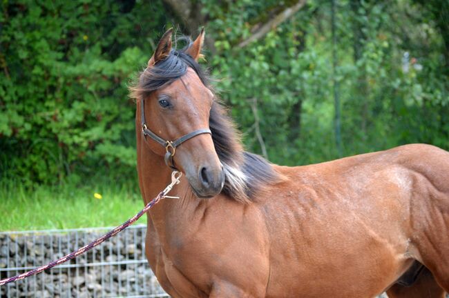 Toll gezeichneter, ganz lieber Paint Horse Hengst, Kerstin Rehbehn (Pferdemarketing Ost), Horses For Sale, Nienburg, Image 5