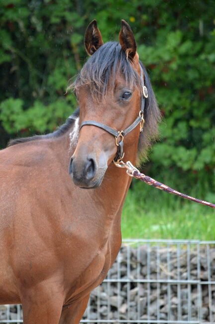 Toll gezeichneter, ganz lieber Paint Horse Jährling, Kerstin Rehbehn (Pferdemarketing Ost), Horses For Sale, Nienburg, Image 3