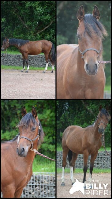 Toll gezeichneter, ganz lieber Paint Horse Jährling, Kerstin Rehbehn (Pferdemarketing Ost), Horses For Sale, Nienburg, Image 7