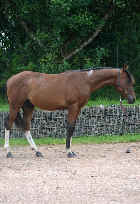 Toll gezeichneter, ganz lieber Paint Horse Jährling, Kerstin Rehbehn (Pferdemarketing Ost), Horses For Sale, Nienburg, Image 6