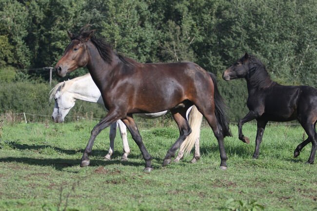 Griechischer Tölter, Cornelia Heeg, Horses For Sale, Bad Soden - Salmünster, Image 6