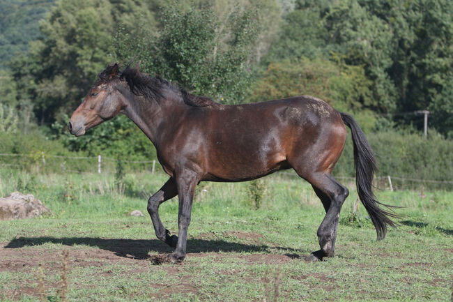 Griechischer Tölter, Cornelia Heeg, Horses For Sale, Bad Soden - Salmünster, Image 7