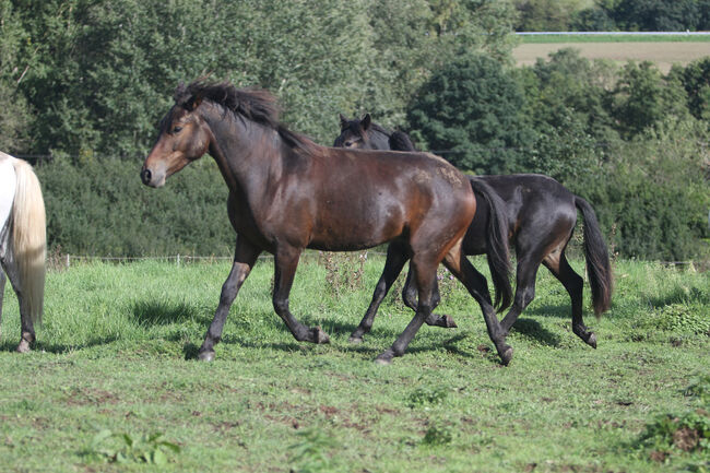 Griechischer Tölter, Cornelia Heeg, Horses For Sale, Bad Soden - Salmünster, Image 9