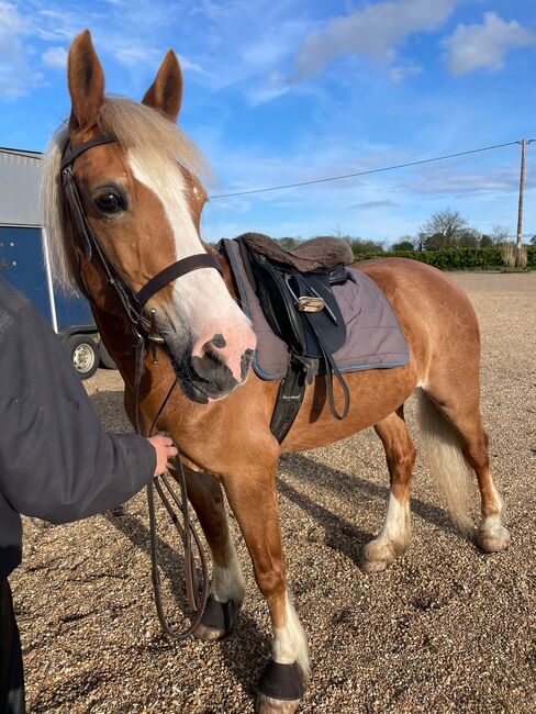 Greenwing Lola, Chantelle , Horses For Sale, Suffolk 