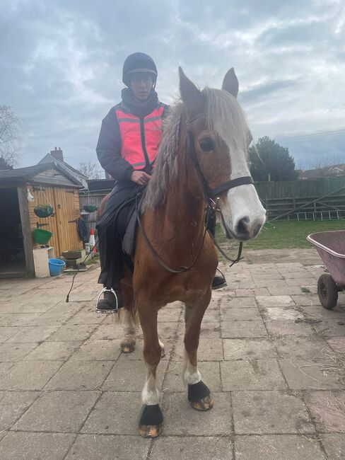 Greenwing Lola, Chantelle , Horses For Sale, Suffolk , Image 7