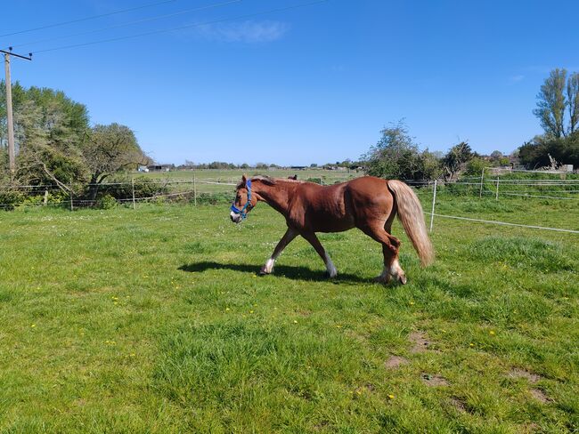 Greenwing Lola, Chantelle , Horses For Sale, Suffolk , Image 2