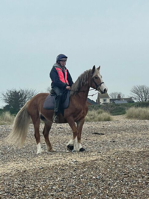 Greenwing Lola, Chantelle , Horses For Sale, Suffolk , Image 3