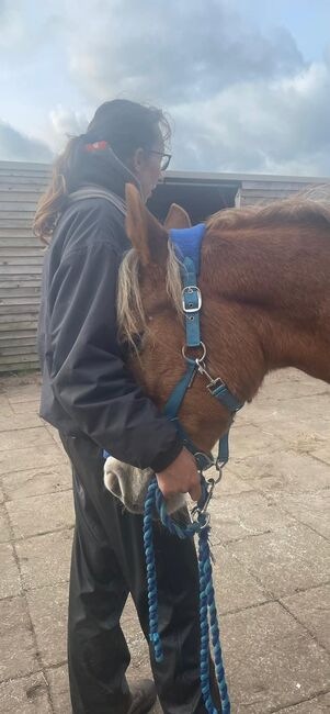 Greenwing Lola, Chantelle , Horses For Sale, Suffolk , Image 6