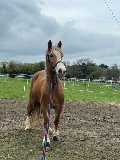 Greenwing Lola, Chantelle , Horses For Sale, Suffolk , Image 5