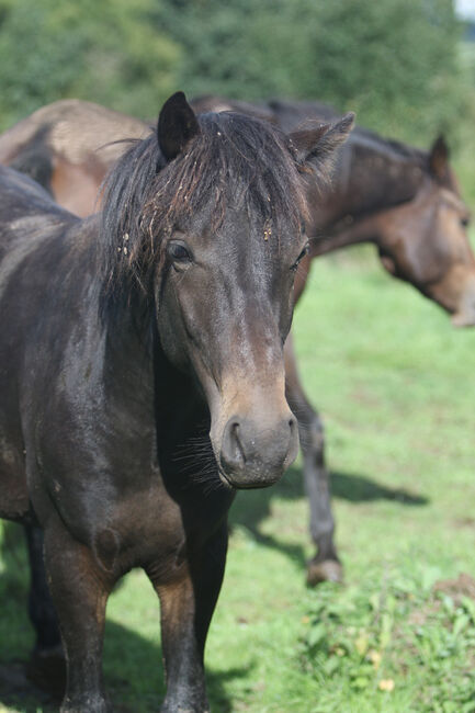 Griechisches Gangpferd, Cornelia Heeg, Horses For Sale, Bad Soden - Salmünster, Image 7