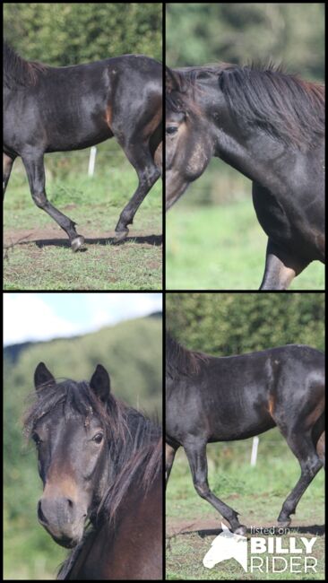 Griechisches Gangpferd, Cornelia Heeg, Horses For Sale, Bad Soden - Salmünster, Image 13