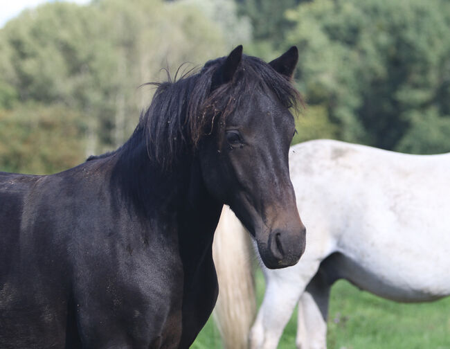 Griechisches Gangpferd, Cornelia Heeg, Horses For Sale, Bad Soden - Salmünster, Image 12