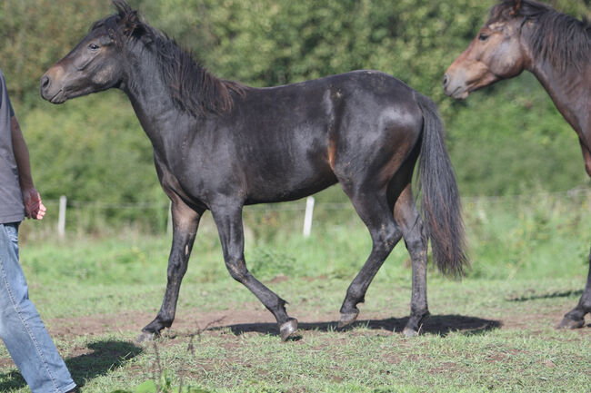 Griechisches Gangpferd, Cornelia Heeg, Horses For Sale, Bad Soden - Salmünster