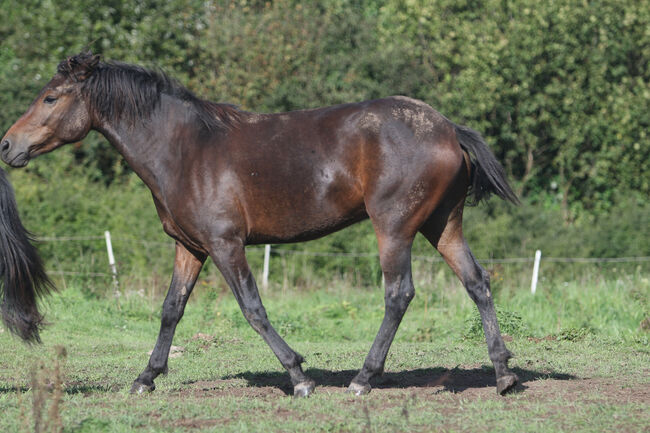 Griechischer Tölter, Cornelia Heeg, Horses For Sale, Bad Soden - Salmünster