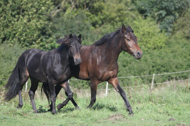 Griechischer Tölter, Cornelia Heeg, Horses For Sale, Bad Soden - Salmünster, Image 8