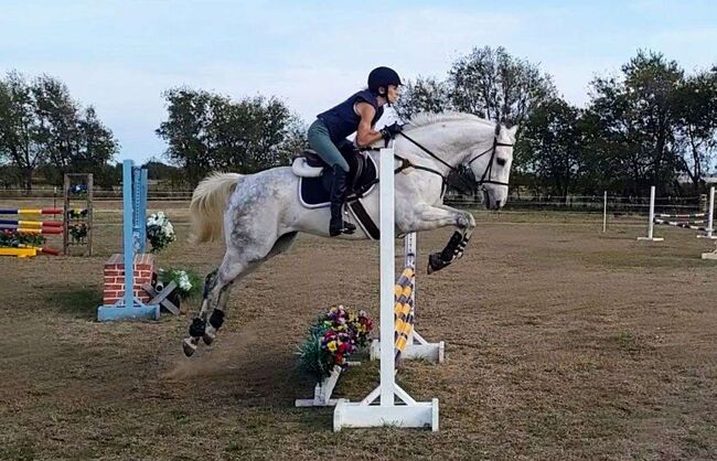Grey Thoroughbred Gelding, Mo, Horses For Sale, London
