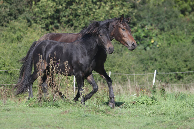 Griechisches Gangpferd, Cornelia Heeg, Horses For Sale, Bad Soden - Salmünster, Image 7