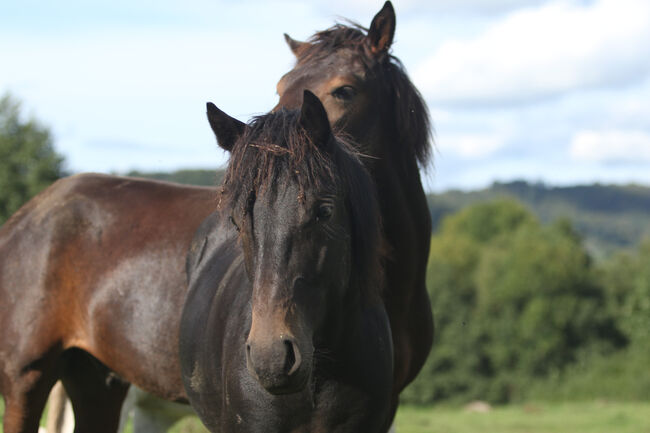 Griechisches Gangpferd, Cornelia Heeg, Horses For Sale, Bad Soden - Salmünster, Image 8