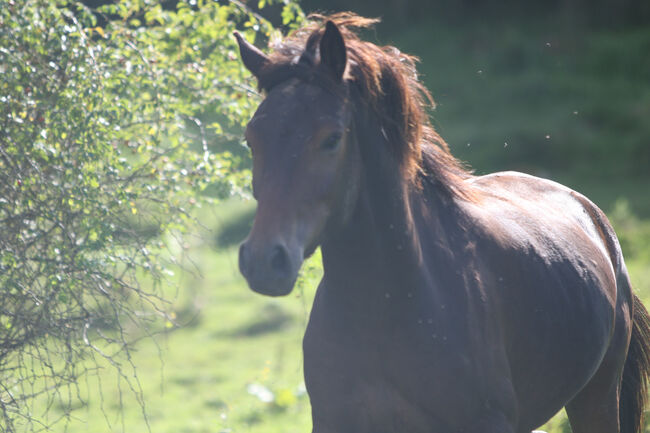 Griechischer Tölter, Cornelia Heeg, Horses For Sale, Bad Soden - Salmünster, Image 5