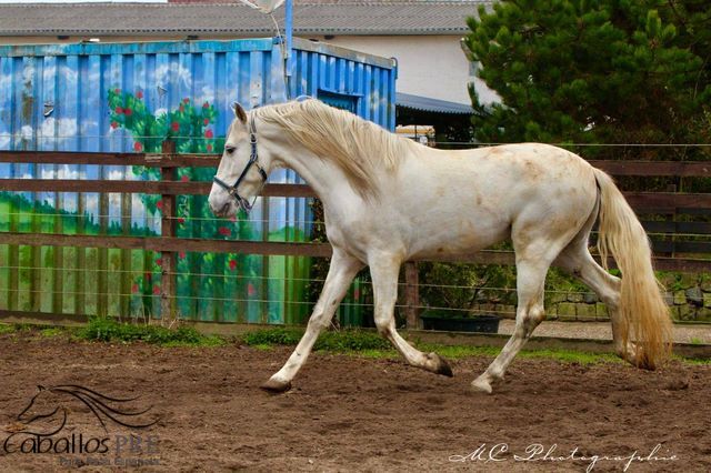 Schimmel Hengst mit sehr guten Bewegungen und TOP Charakter, Thomas Adams (Caballos PRE), Horses For Sale, Bell, Image 5