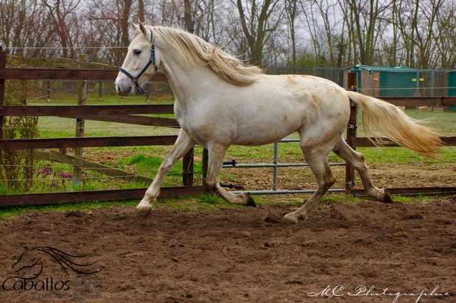 Schimmel Hengst mit sehr guten Bewegungen und TOP Charakter, Thomas Adams (Caballos PRE), Horses For Sale, Bell, Image 8