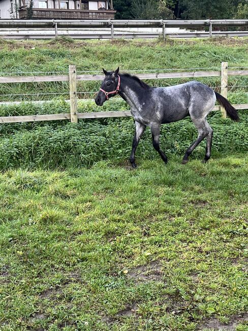 Tolles, blue roan Quarter Horse Fohlen, Kerstin Rehbehn (Pferdemarketing Ost), Horses For Sale, Nienburg, Image 7