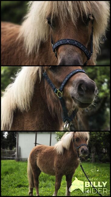 Tolles Shetlandponyfohlen, Tina, Horses For Sale, Wilthen, Image 4