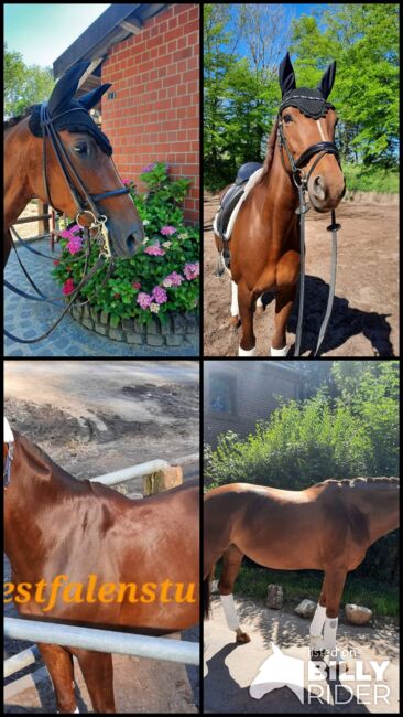 Tolle Warmblutstute von Fifty Cent, ISPA - Iberische Sportpferde Agentur (ISPA - Iberische Sportpferde Agentur), Horses For Sale, Bedburg, Image 5