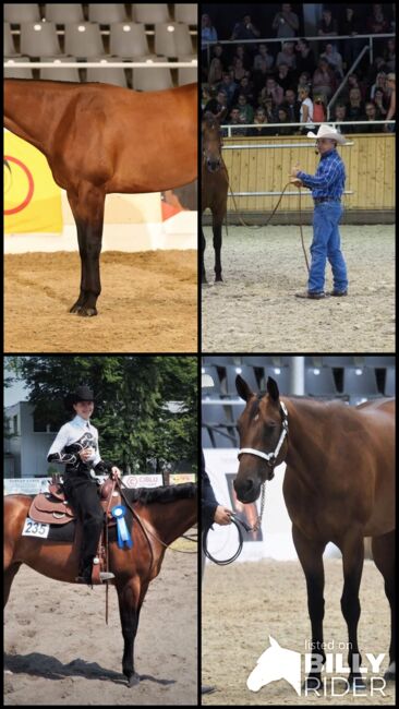 Großrahmige, ausdrucksstarke Quarter Horse Stute, Kerstin Rehbehn (Pferdemarketing Ost), Horses For Sale, Nienburg, Image 17