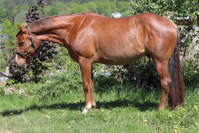 großrahmiger, cooler Quarter Horse Wallach, Kerstin Rehbehn (Pferdemarketing Ost), Horses For Sale, Nienburg