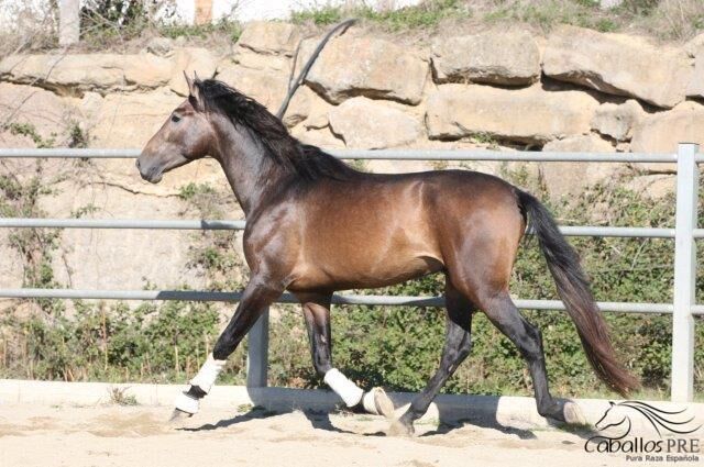 Großrahmiger PRE Schimmelhengst - 1.73m - Top Abstammung, Thomas Adams (Caballos PRE), Horses For Sale, Bell, Image 11