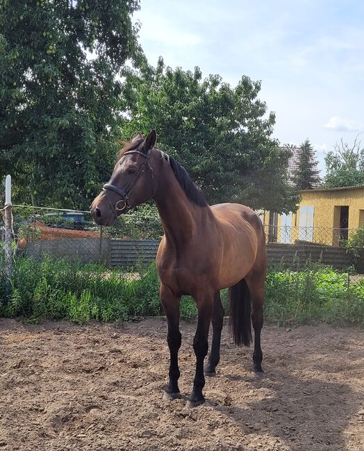Großrahmiger Springnachwuchs, Wolfram Grunwald , Horses For Sale, Altlüdersdorf , Image 3