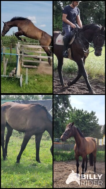 Großrahmiger Springnachwuchs, Wolfram Grunwald , Horses For Sale, Altlüdersdorf , Image 5