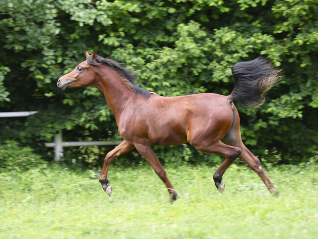 Große braune jährlingshengst zu verkaufen, Sabrina Ecker, Horses For Sale, Schmiding , Image 4