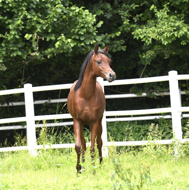 Große braune jährlingshengst zu verkaufen, Sabrina Ecker, Horses For Sale, Schmiding 