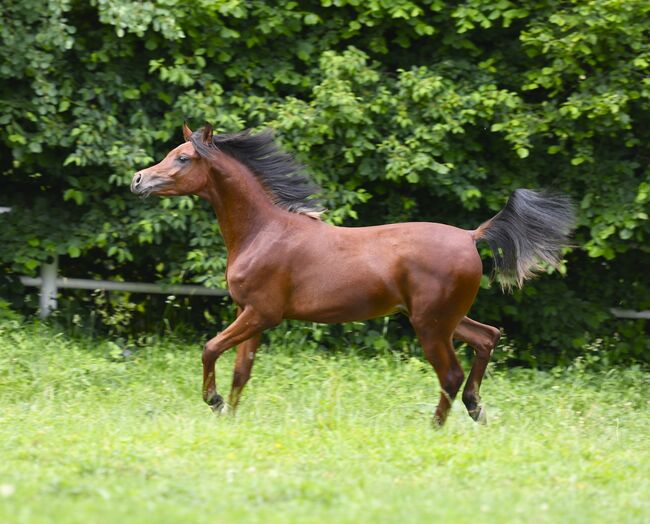 Große braune jährlingshengst zu verkaufen, Sabrina Ecker, Horses For Sale, Schmiding , Image 2