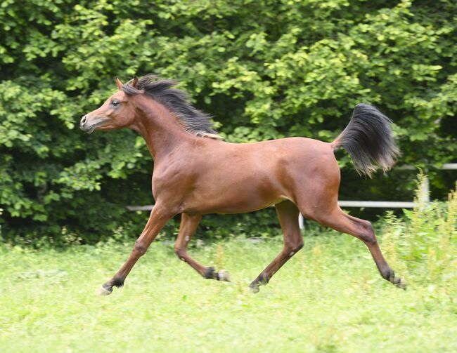 Große braune jährlingshengst zu verkaufen, Sabrina Ecker, Horses For Sale, Schmiding , Image 3